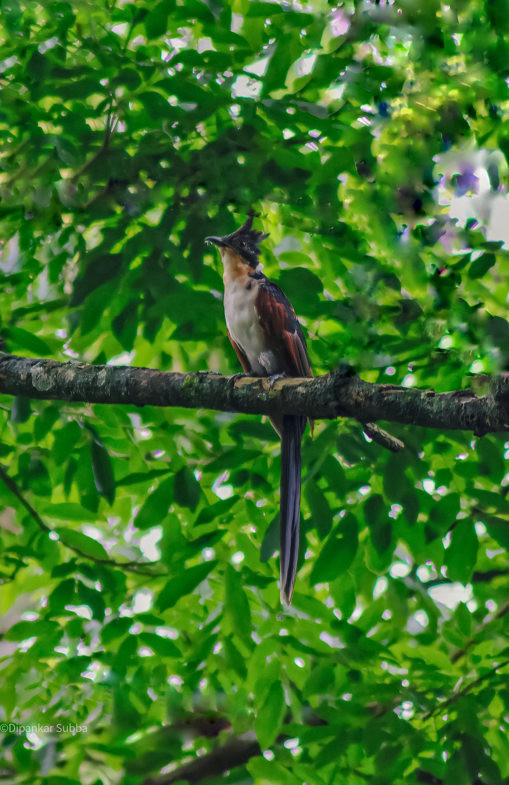 Chestnut Winged Cuckoo